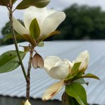 Magnólia veľkokvetá (Magnolia grandiflora Praecox) ´GOLIATH´ - výška 150-180 cm, obvod kmeňa 10/12 cm, kont. C30L (-21°C) - NA KMIENKU 